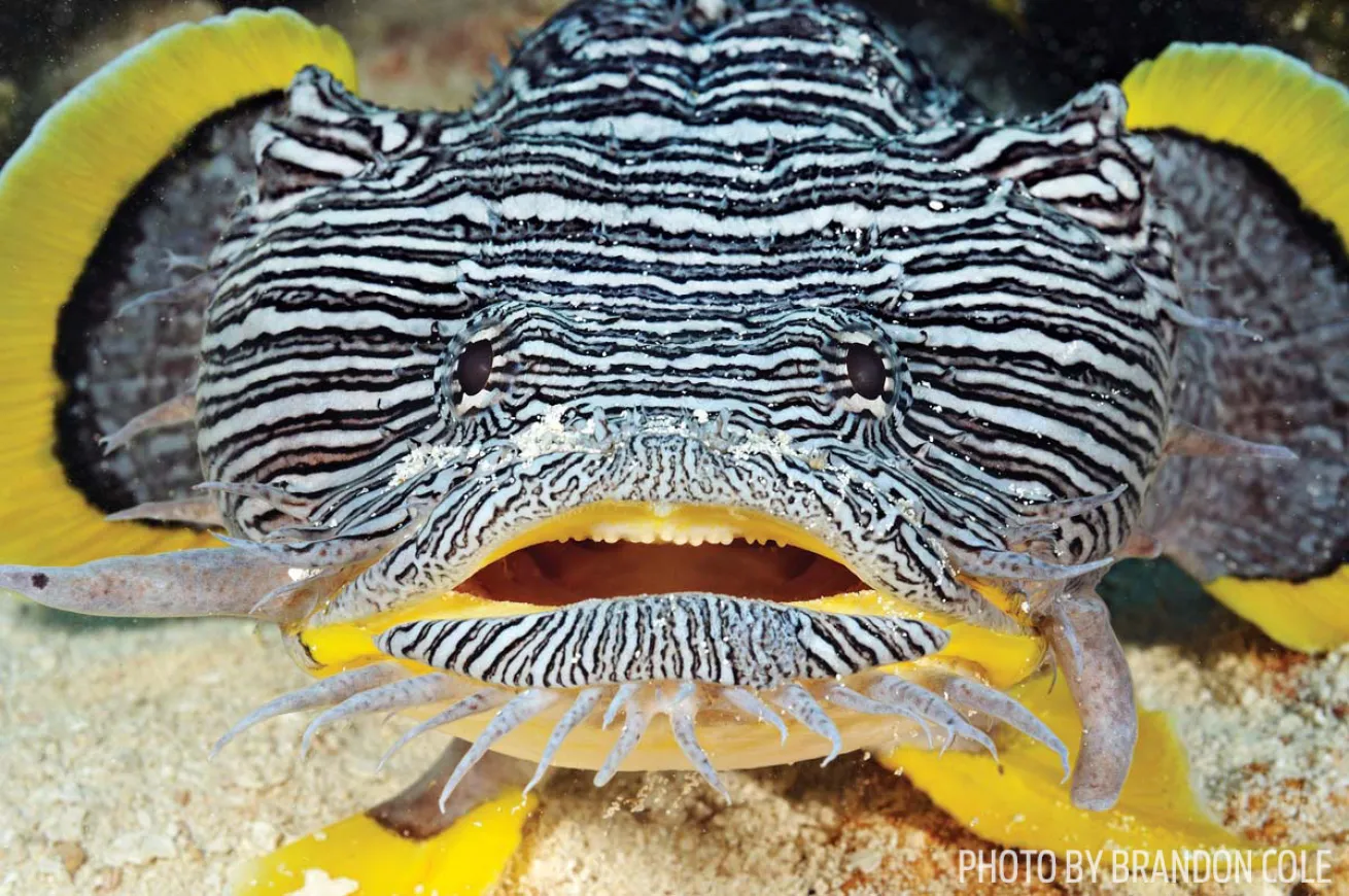 splendid toadfish scuba diving cozumel