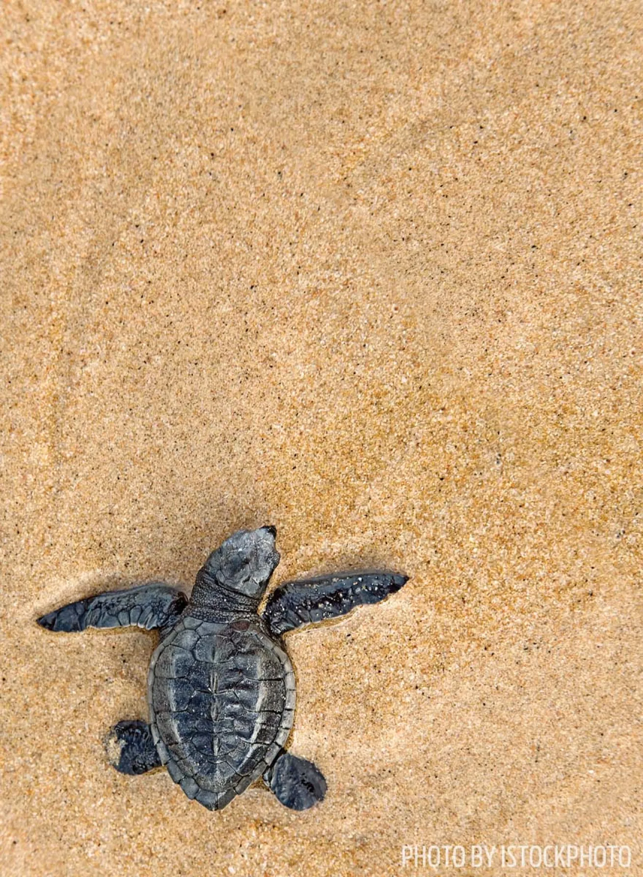 turtle beach cozumel