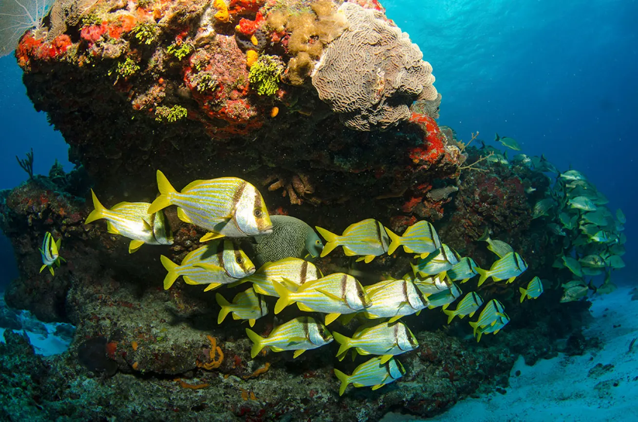 cozumel scuba diving