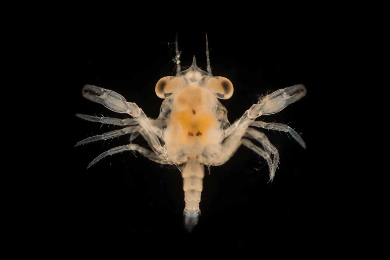 Crab larvae