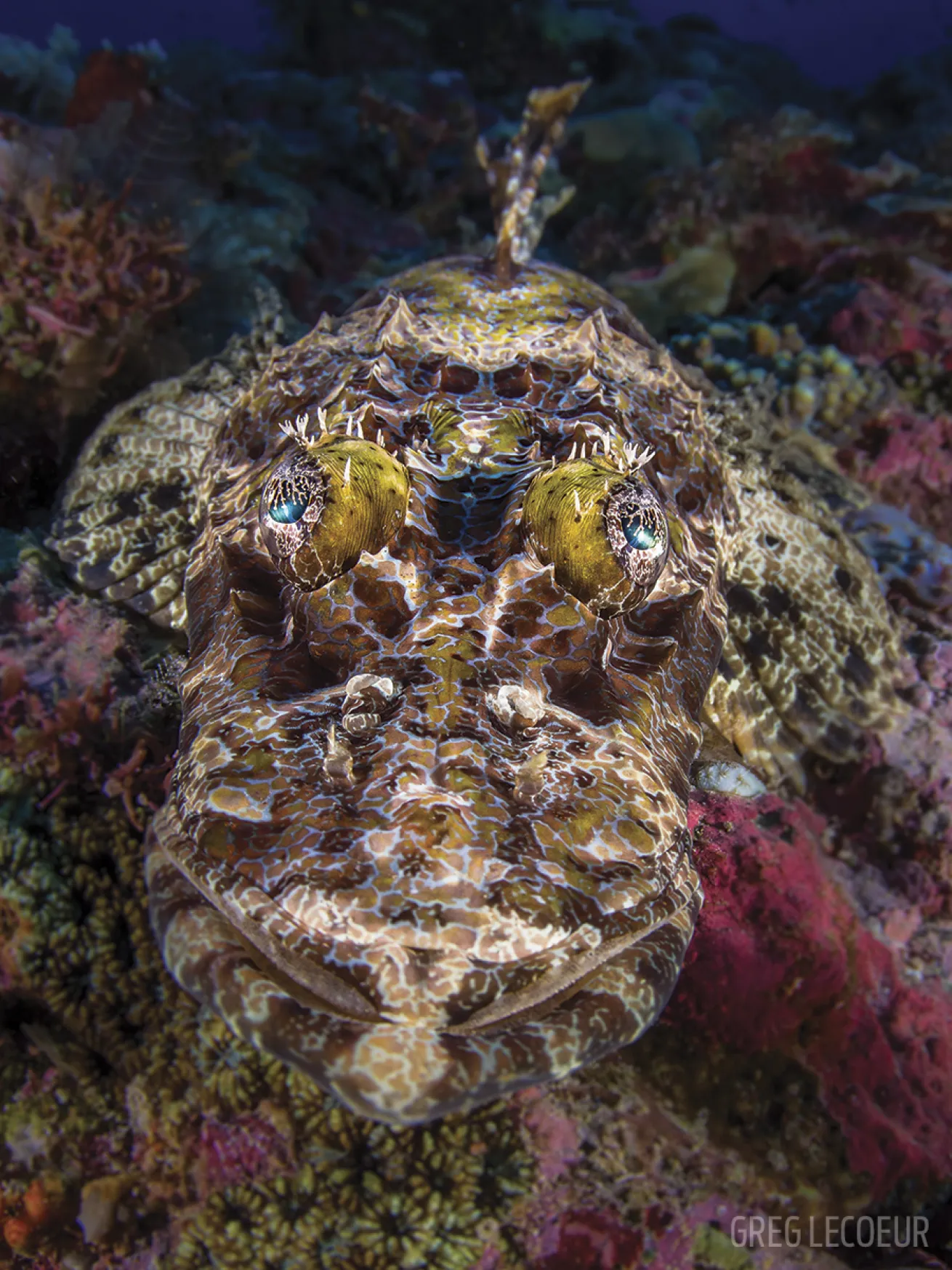 crocodilefish solomon islands