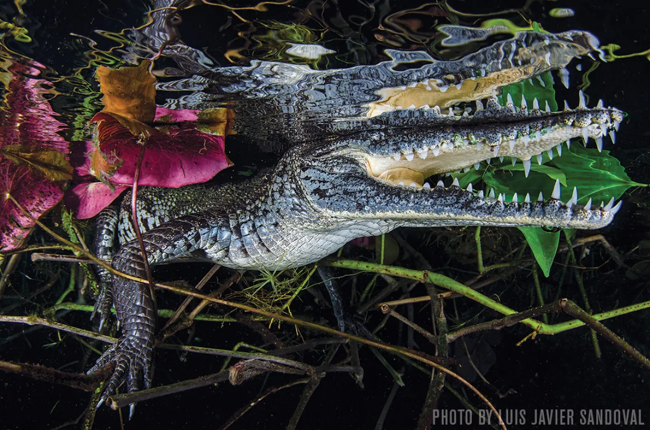 Crocodiles | Riviera Maya, Mexico