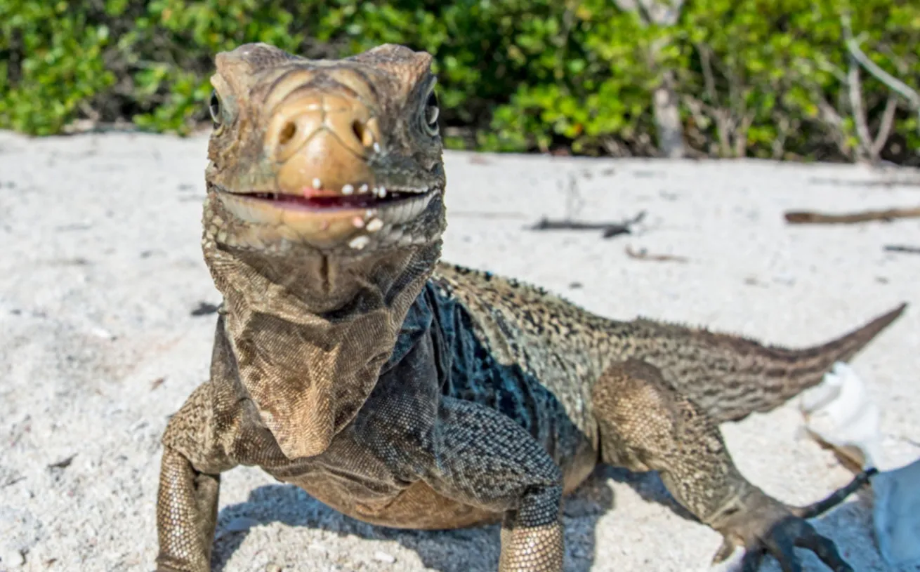 A Cuban rock iguana poses for the camera amid a deserted beach surface interval.