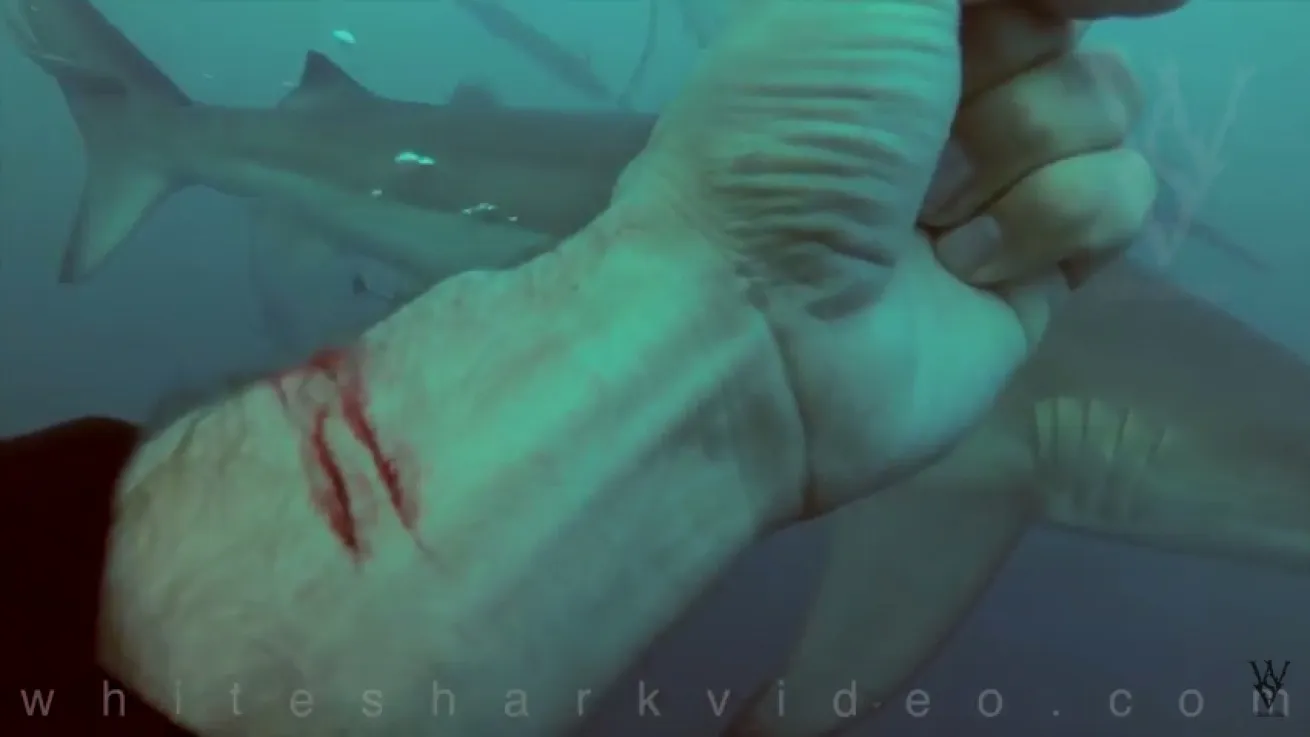man cuts wrist sharks video