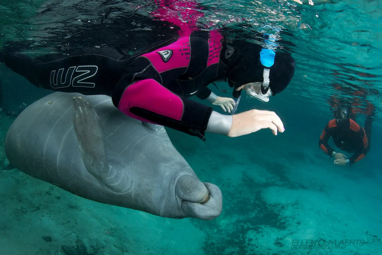 manatees florida crystal river
