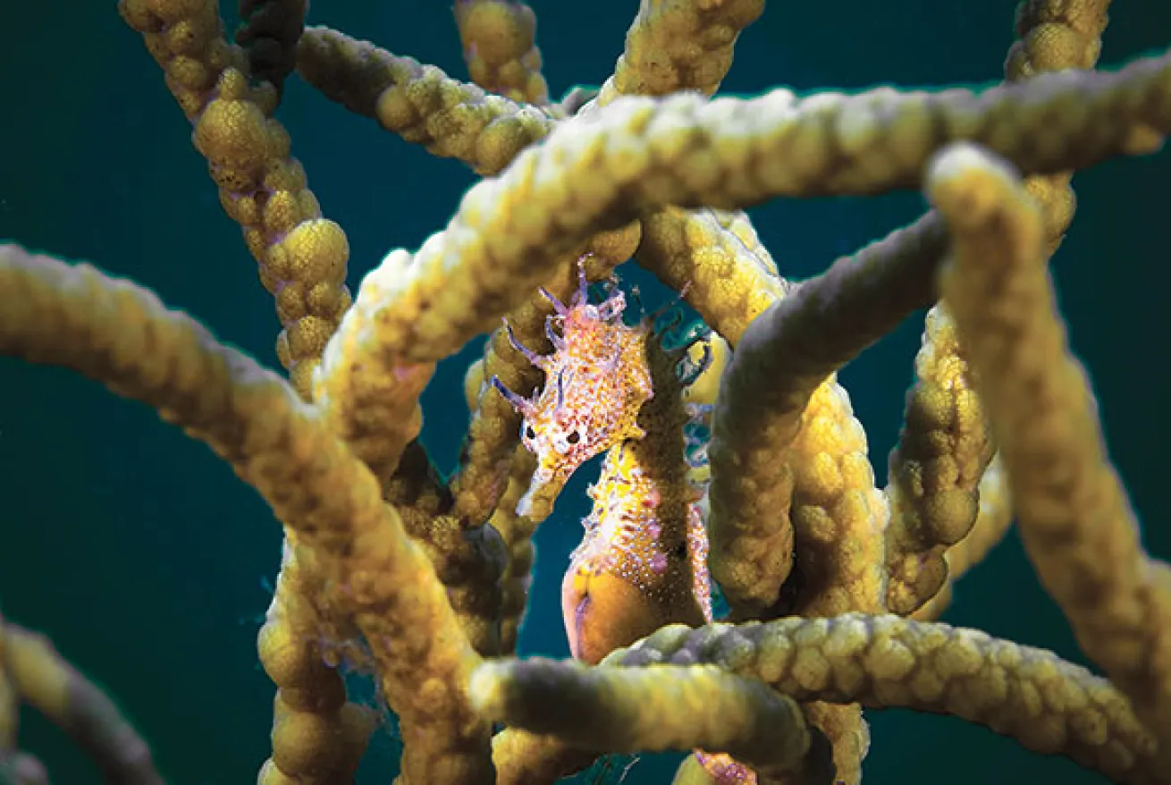 shorthead seahorse camouflage