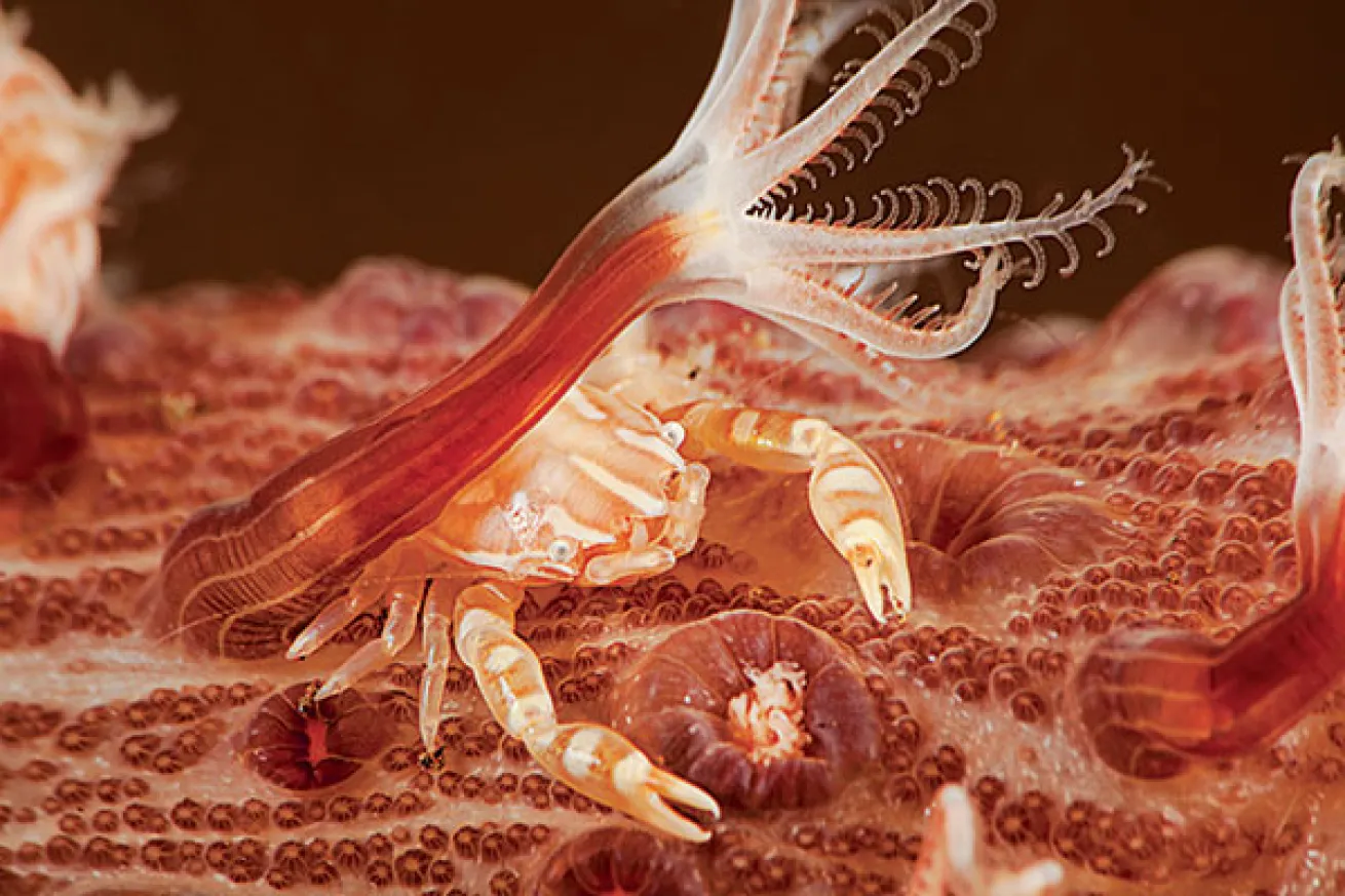 porcelain crab camouflage