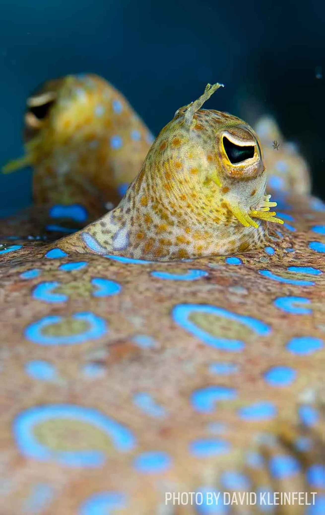 peacock flounder underwater