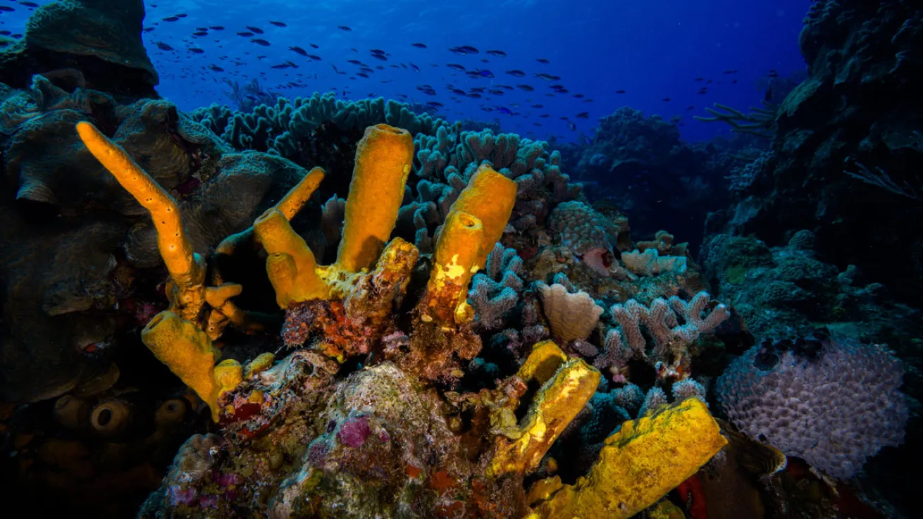 cozumel diving