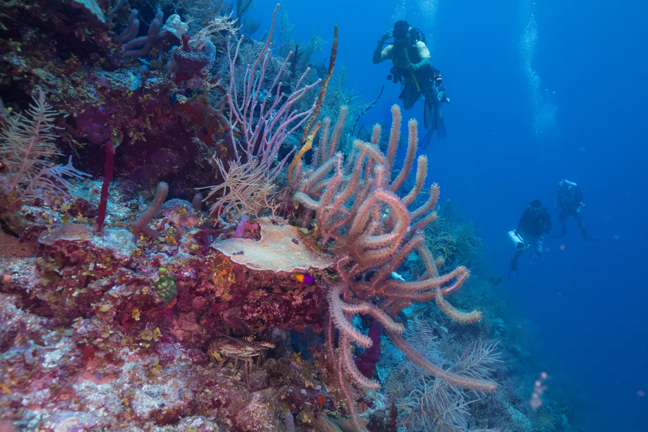 Underwater photograph showing a coral reef with various soft corals and marine life in Belize. 