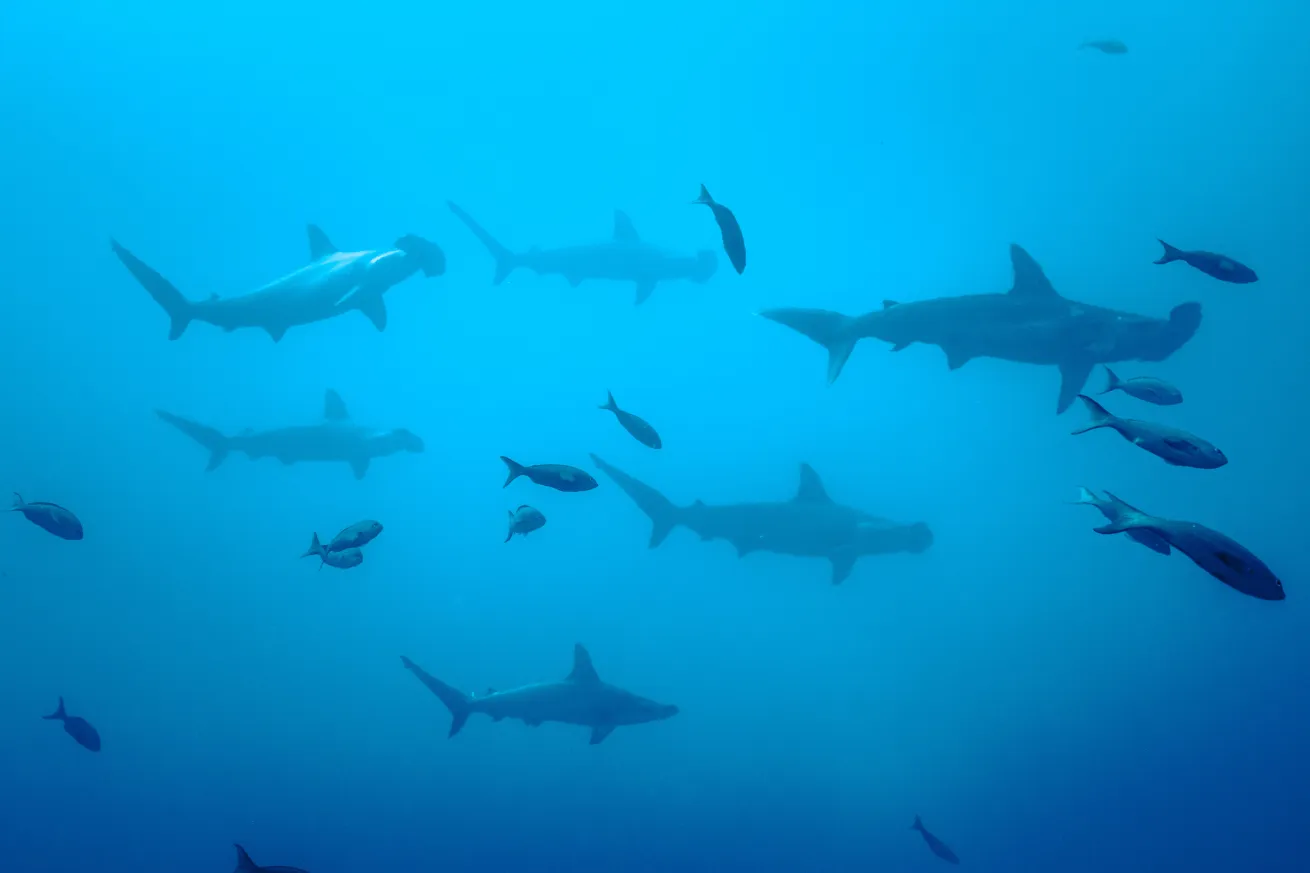hammerheads	