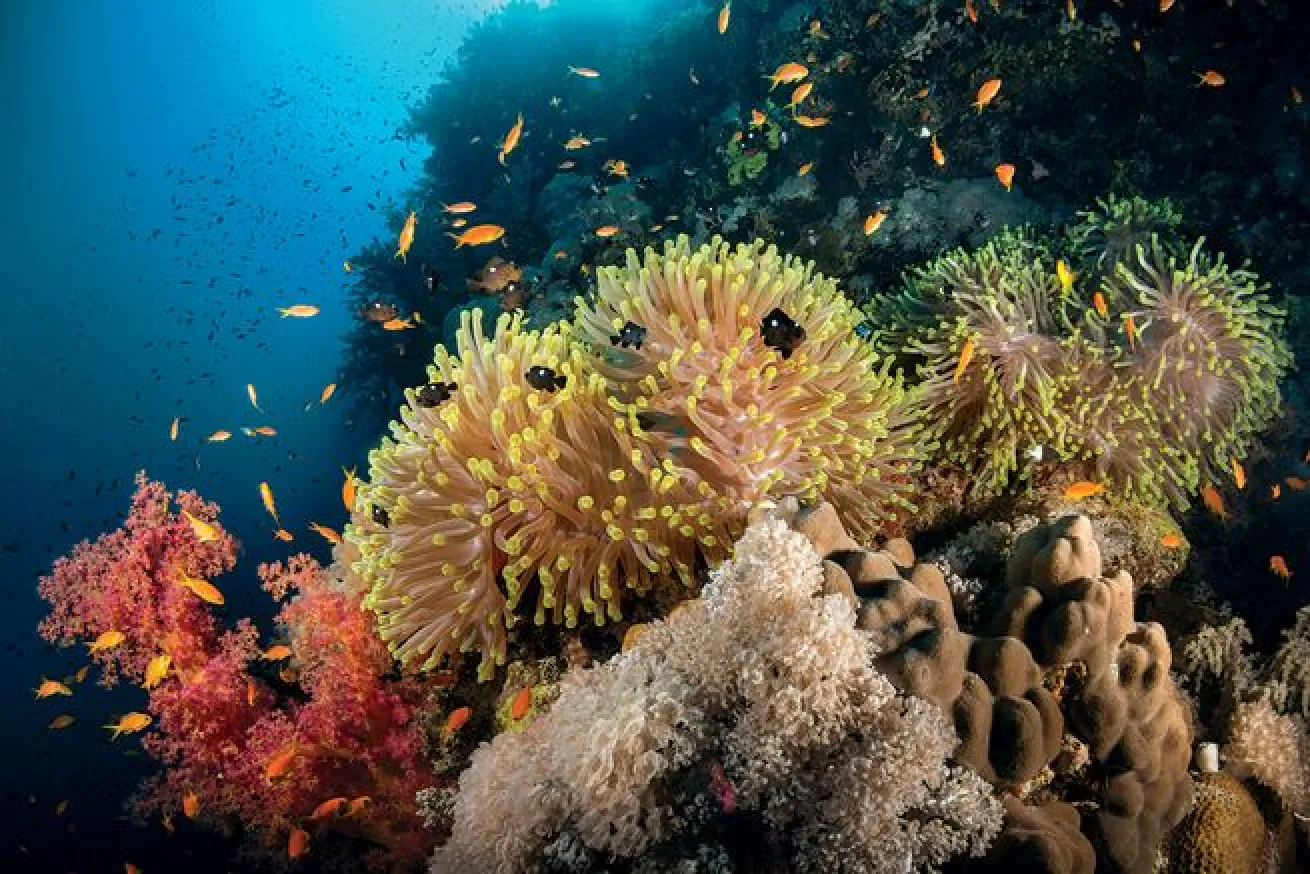 Daedalus Reef Red Sea Egypt