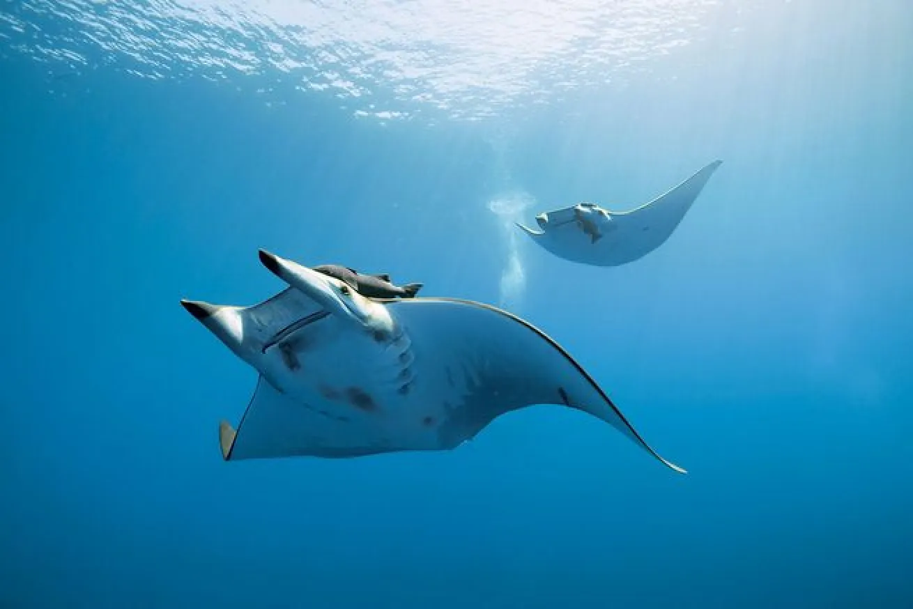 Scuba Diving the Azores