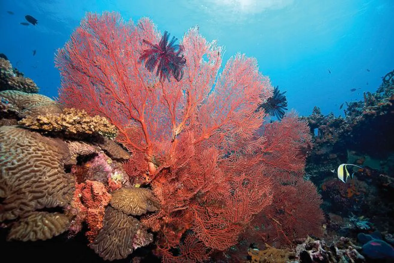 Papua New Guinea South Emma Seamount