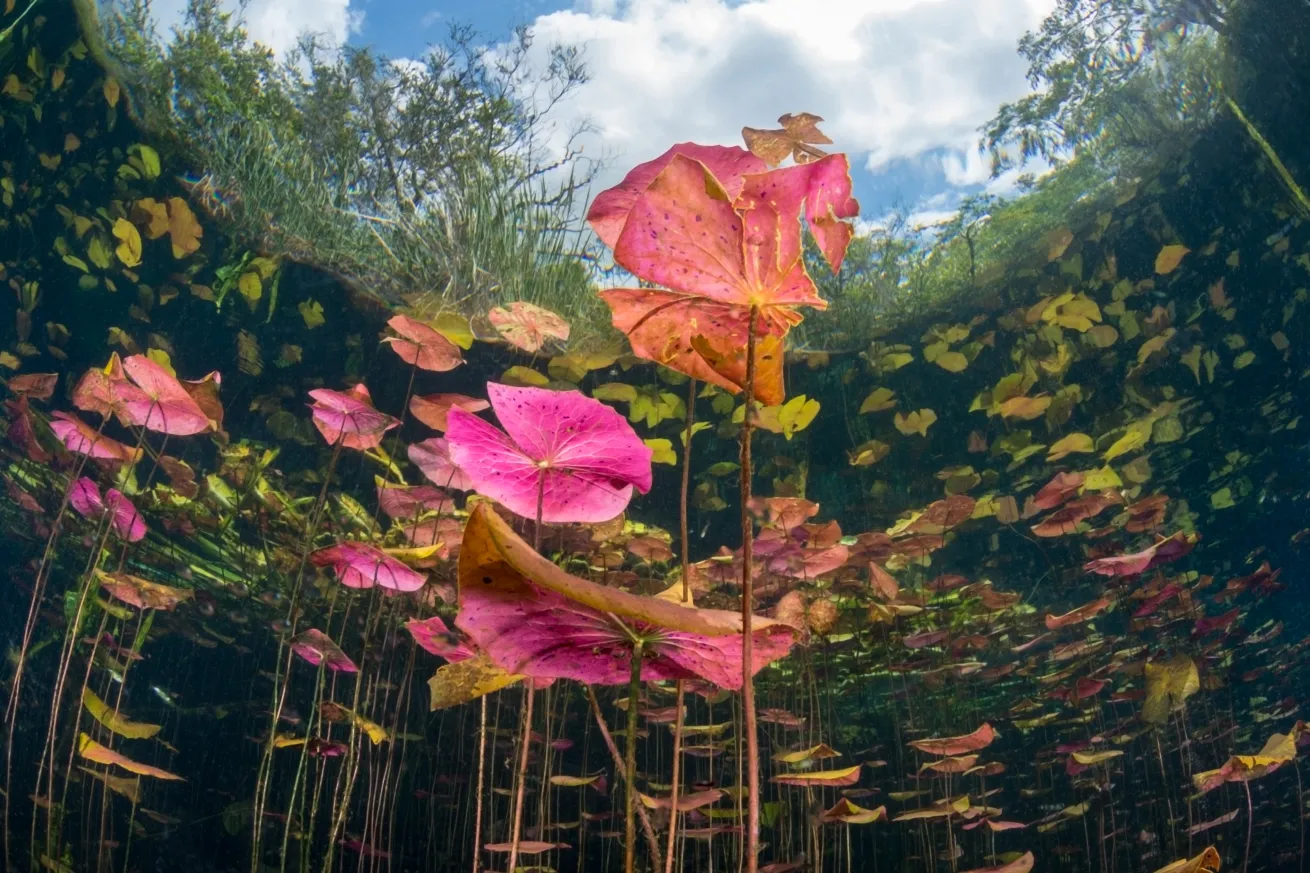 Colourful Lilly Pad Gardens of Cenote Car Wash, Tulum, Mexico