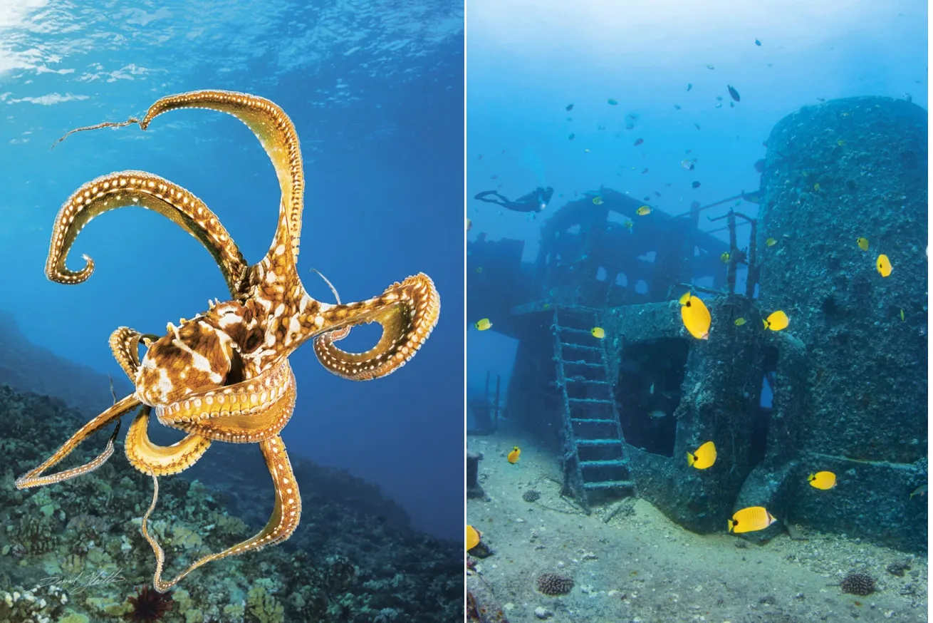 **From left**: A day octopus. Reef fish flit about on the wreck of the YO-257, a former Navy fuel transport vessel