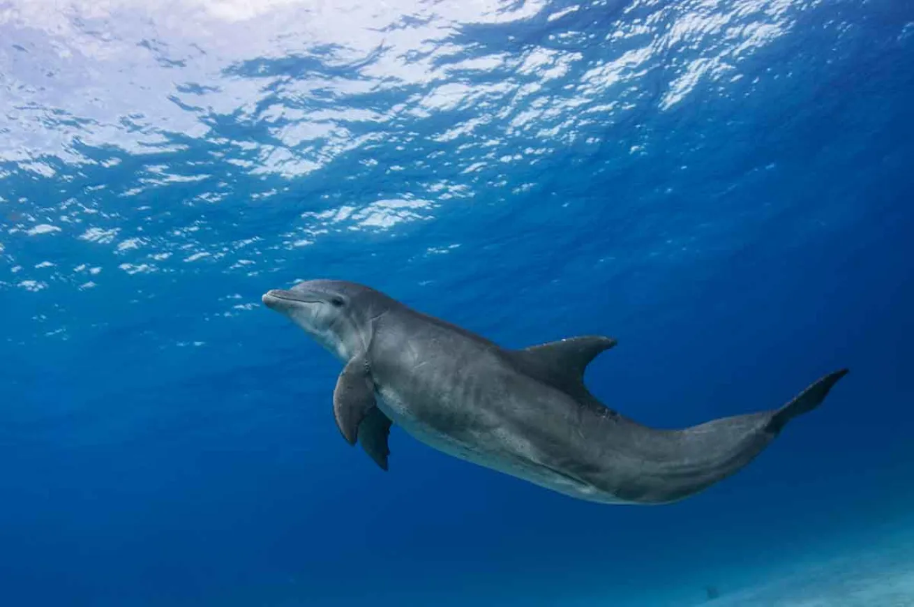 dolphin swimming speed