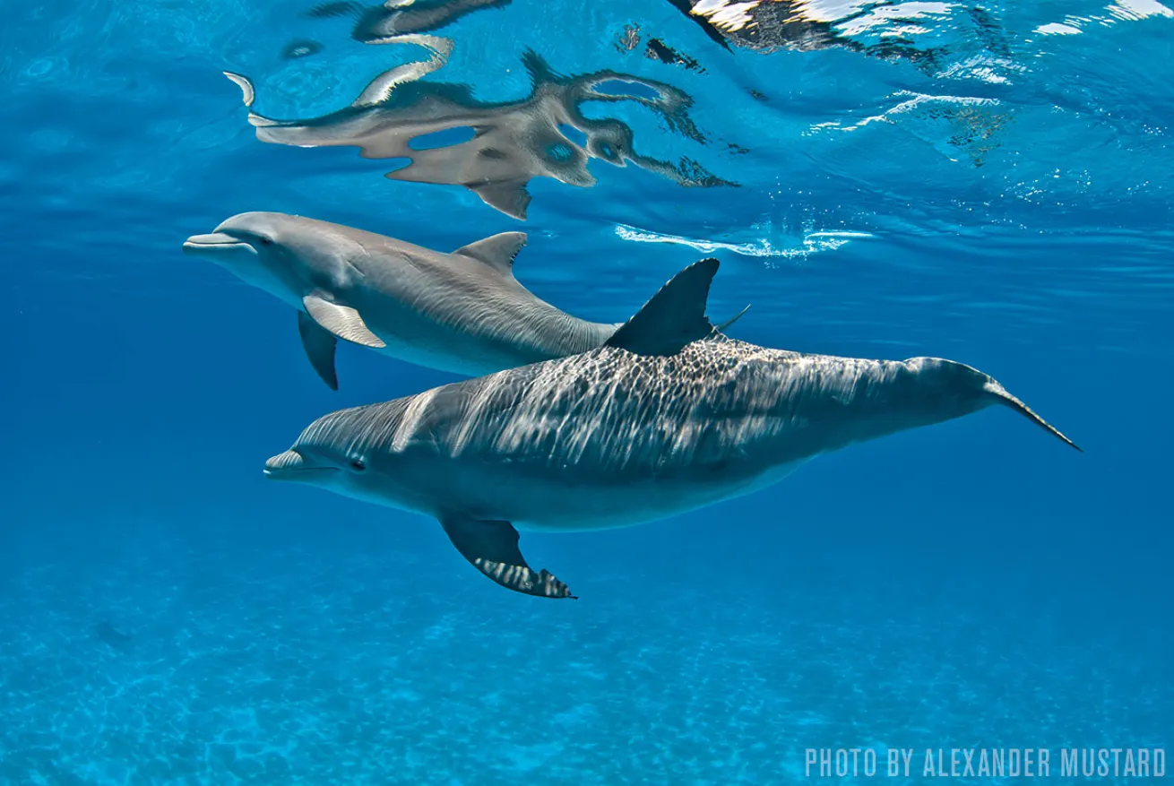 Dolphins | Grand Bahama