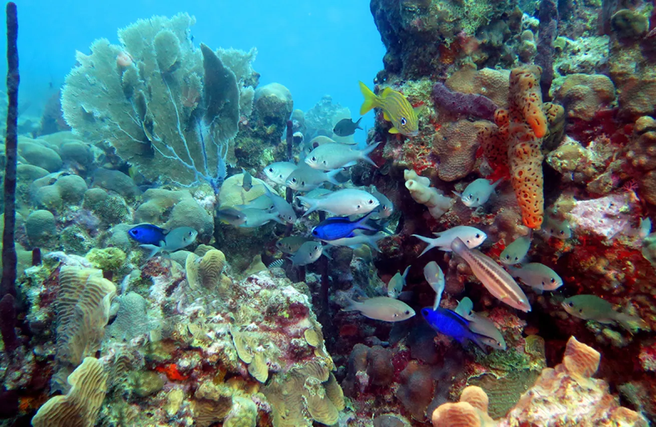 fish reefscape diving at The Aquarium off Catalina Island, Dominican Republic