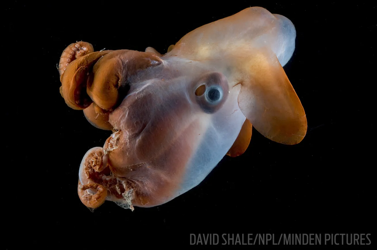 dumbo octopus photo
