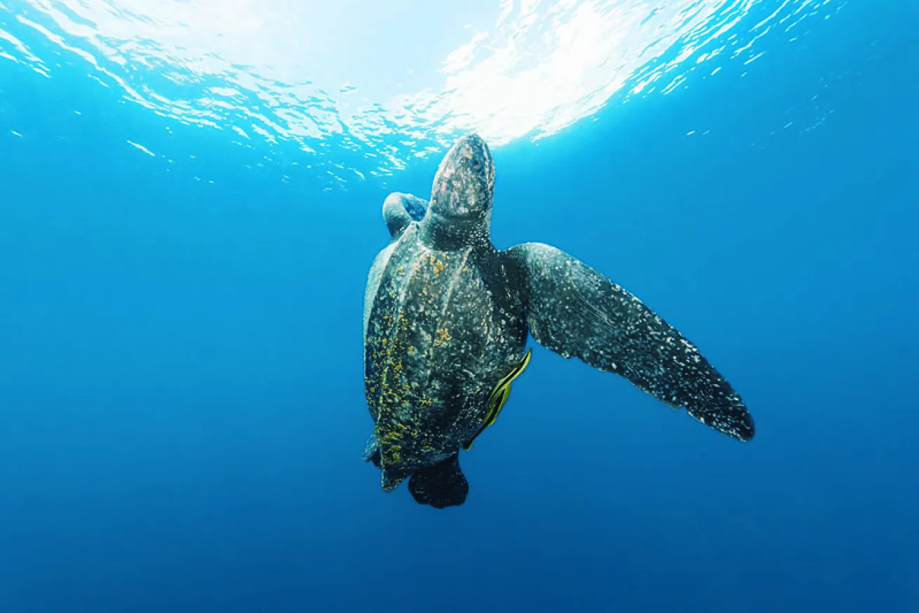 sea turtle facts