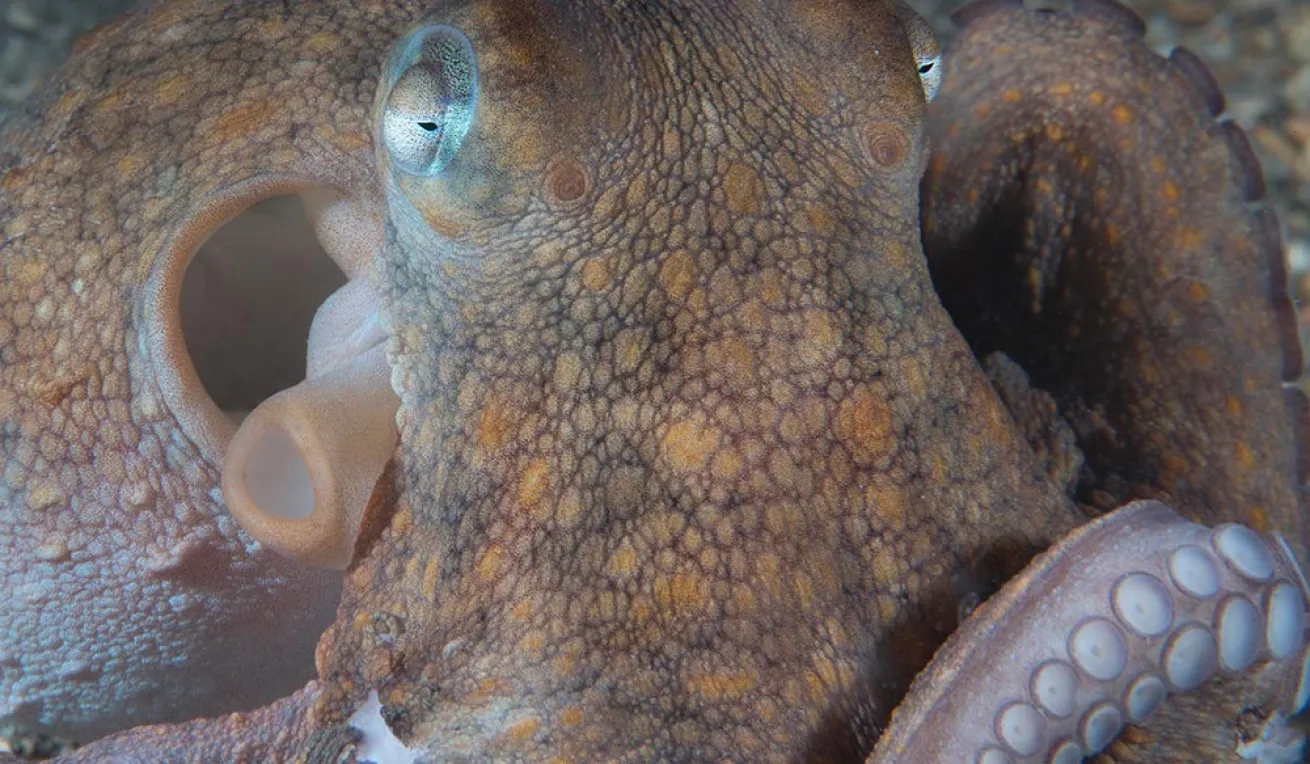 octopus blue heron bridge