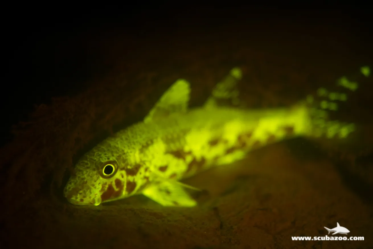 Goatfish 