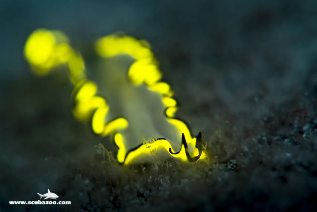 Flatworm