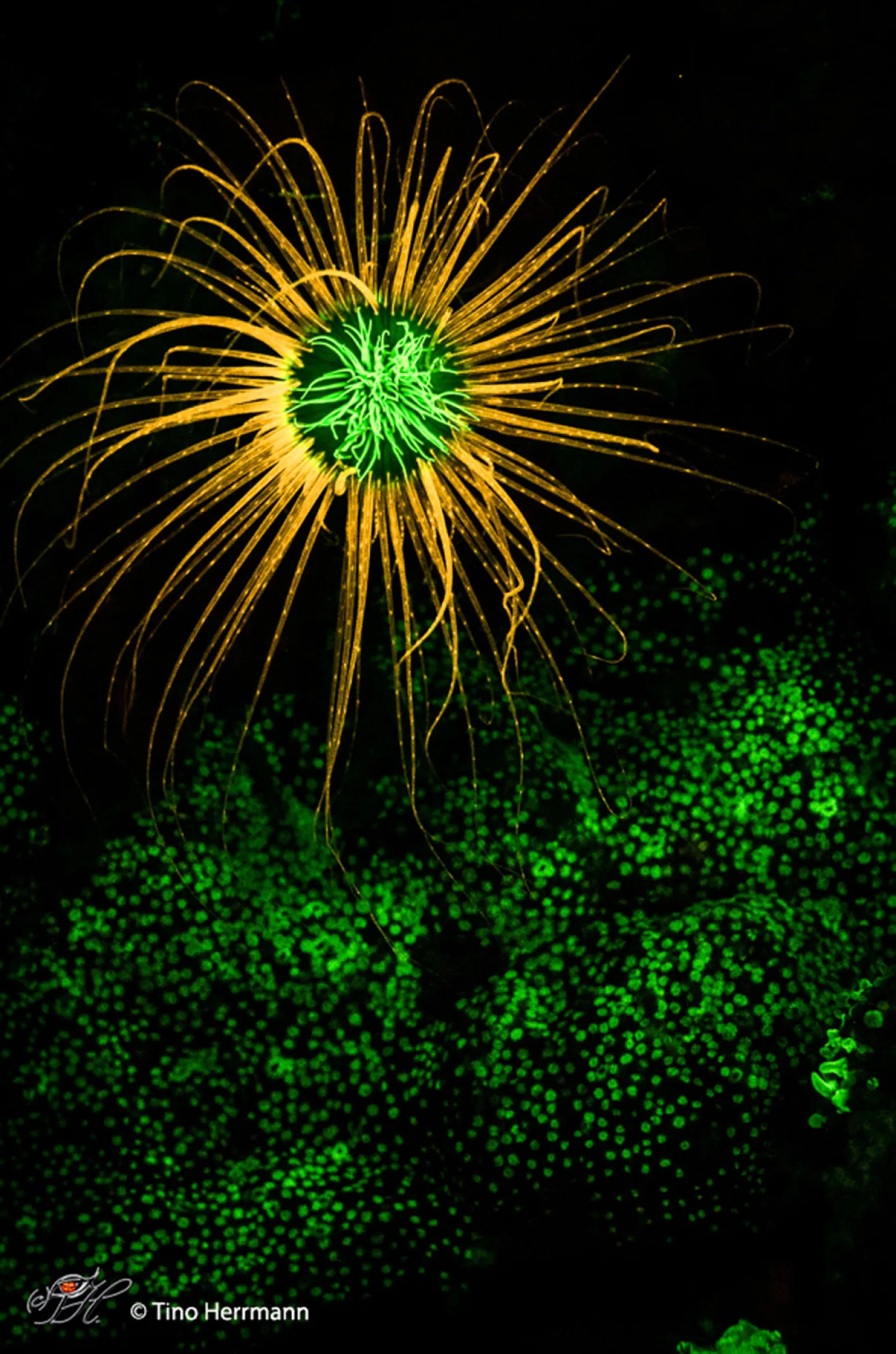 Tube Anemone & hard coral