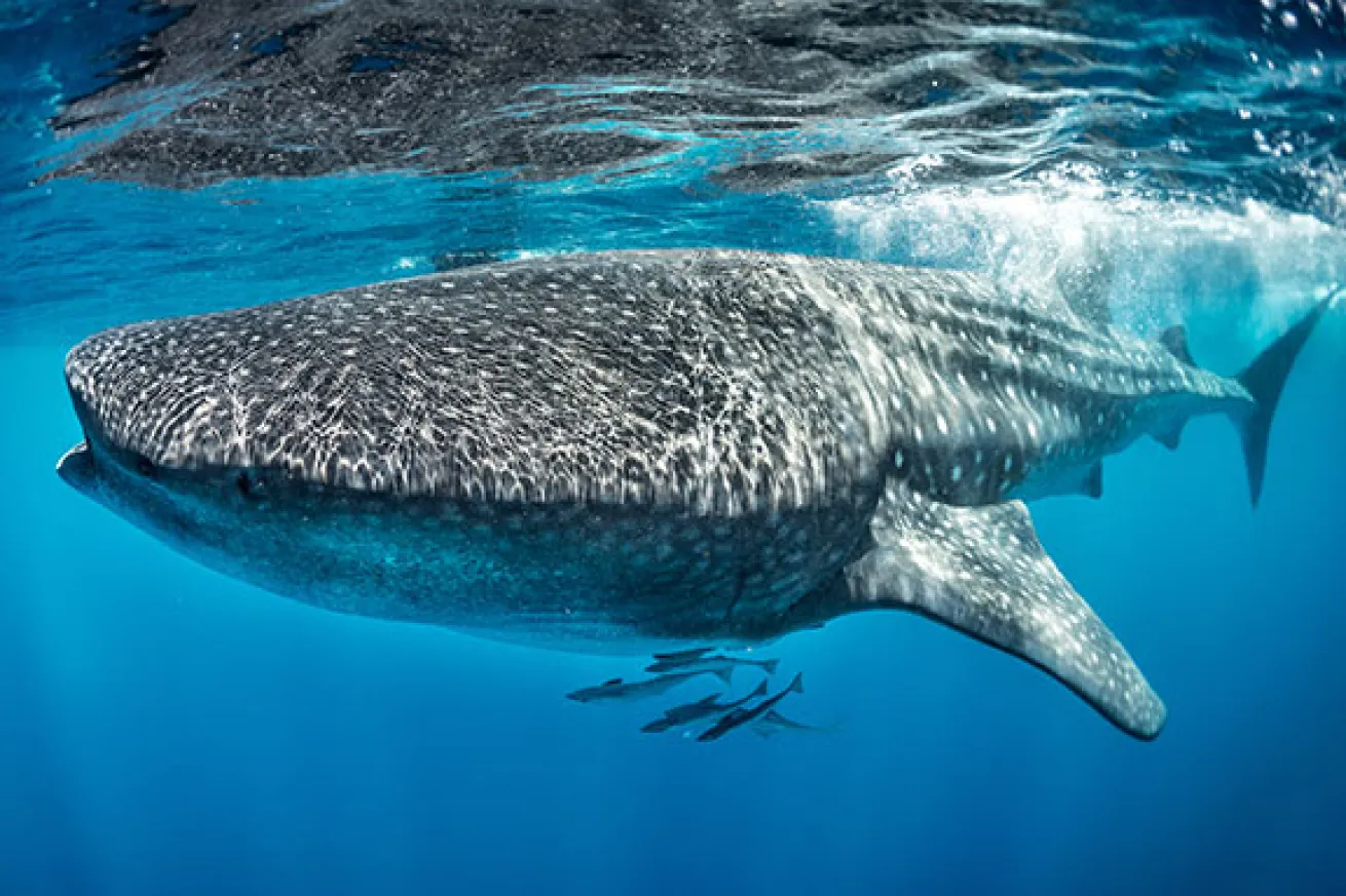 whale shark isla contoy mexico