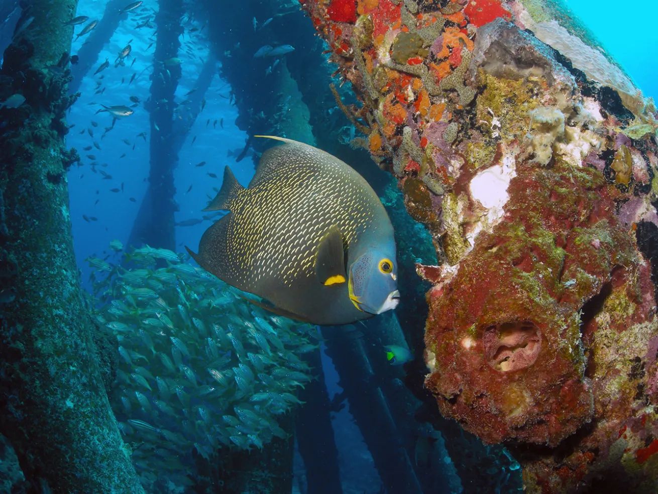 Marine life congregates beneath Salt Pier in Bonaire, a world-famous Caribbean shore dive known for its abundant reef fish and dramatic pilings.