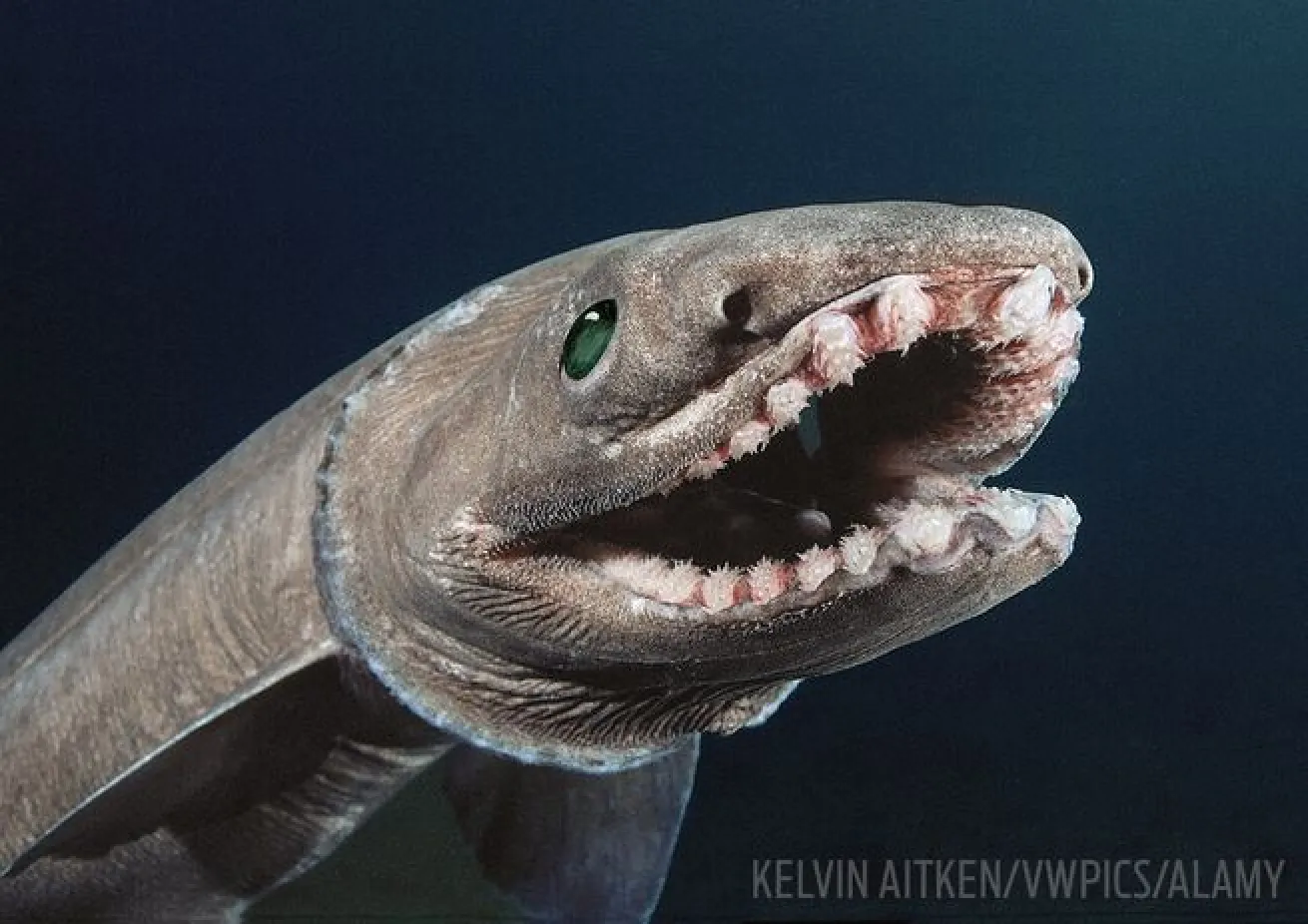 Frill shark weird underwater sea creature