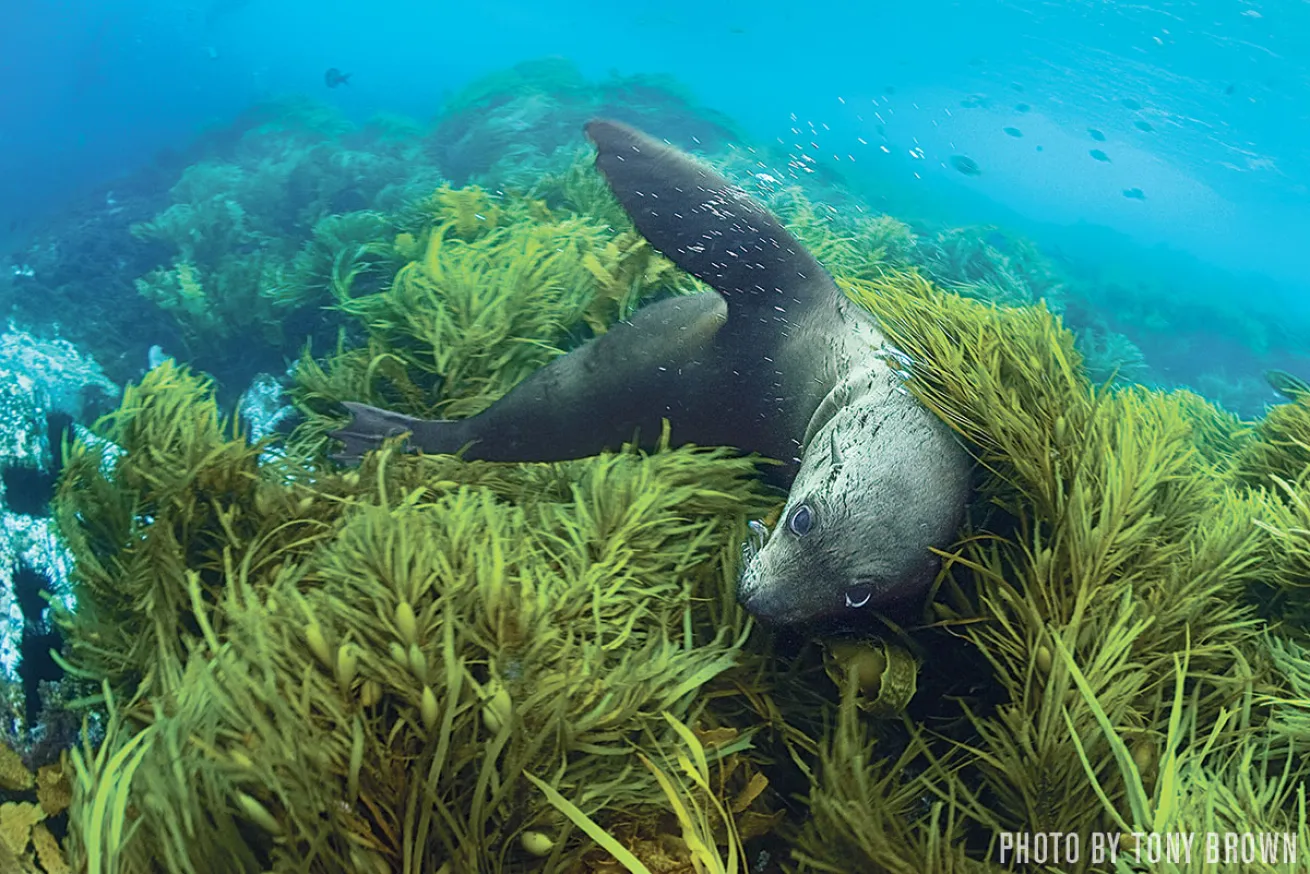 Fur Seals | Montague Island, Australia