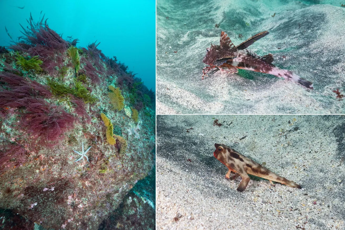 clockwise: rocky substrate covered in sea stars and purple and green sponges; galapagos sea robin, red-lipped batfish