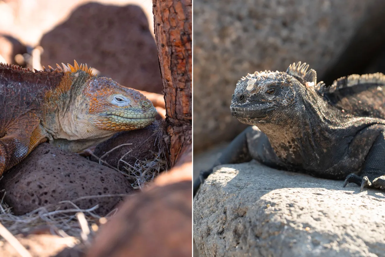 orange color land iguana left, on right the marine iguana 