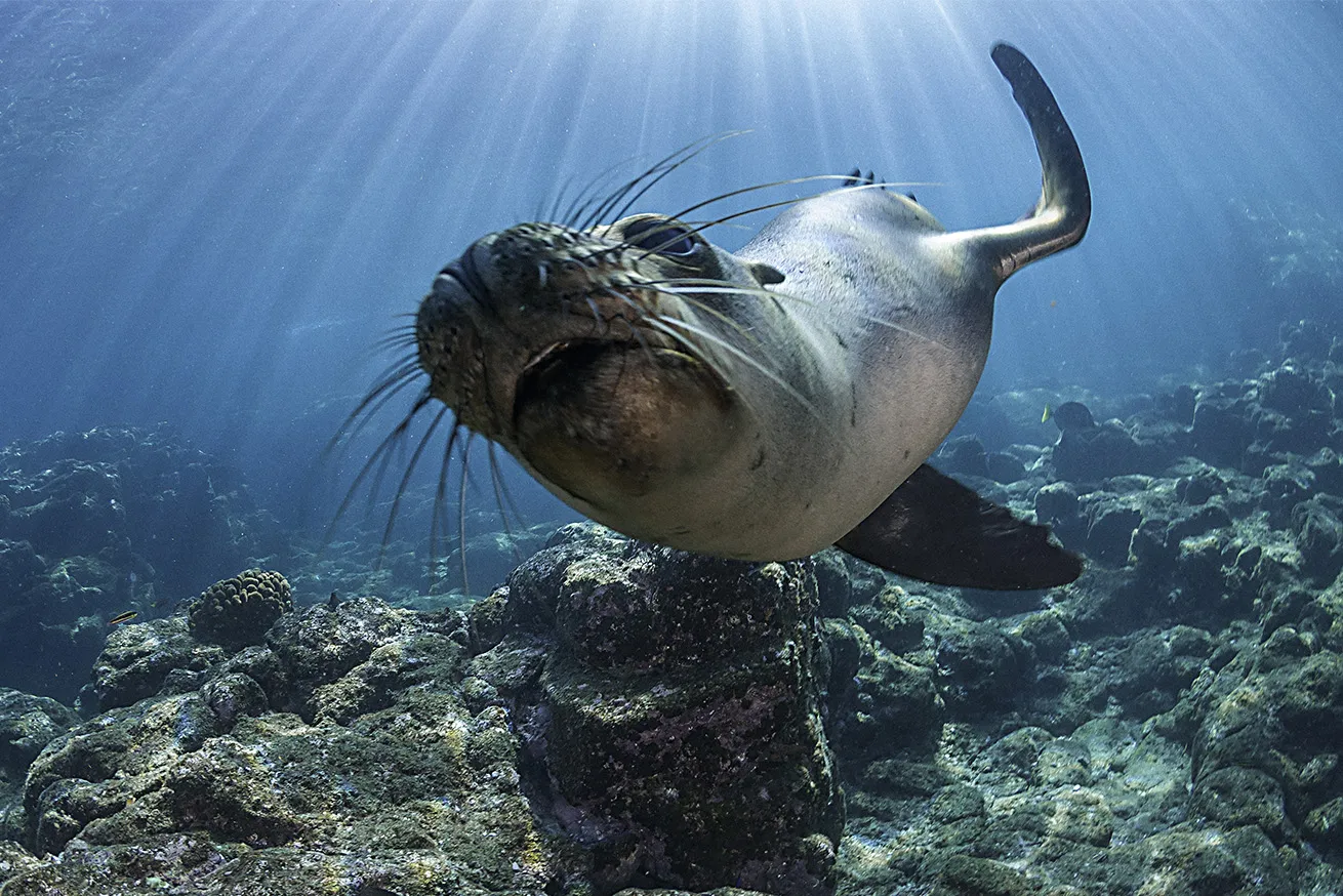 galapagos sea lion best diving galapagos santa cruz