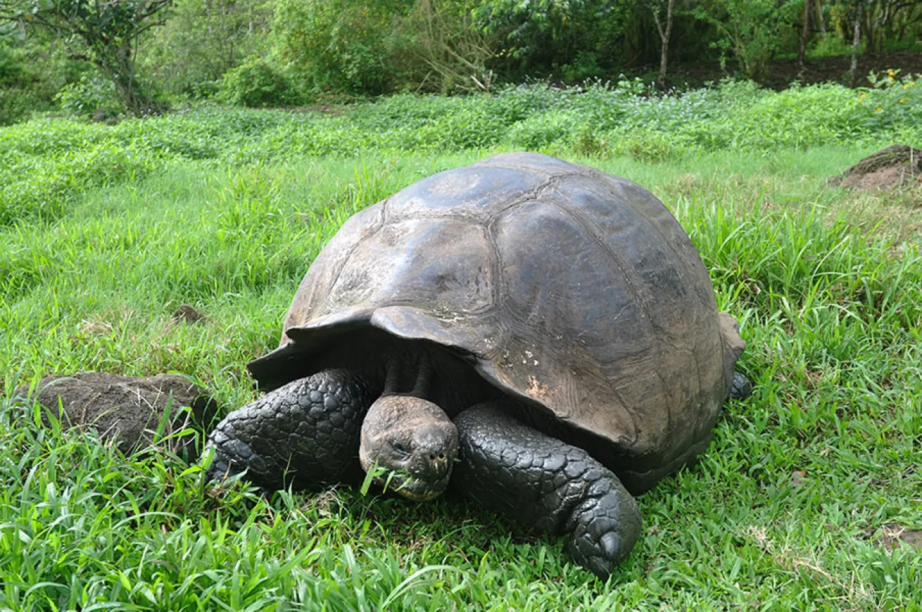 galapagos islands