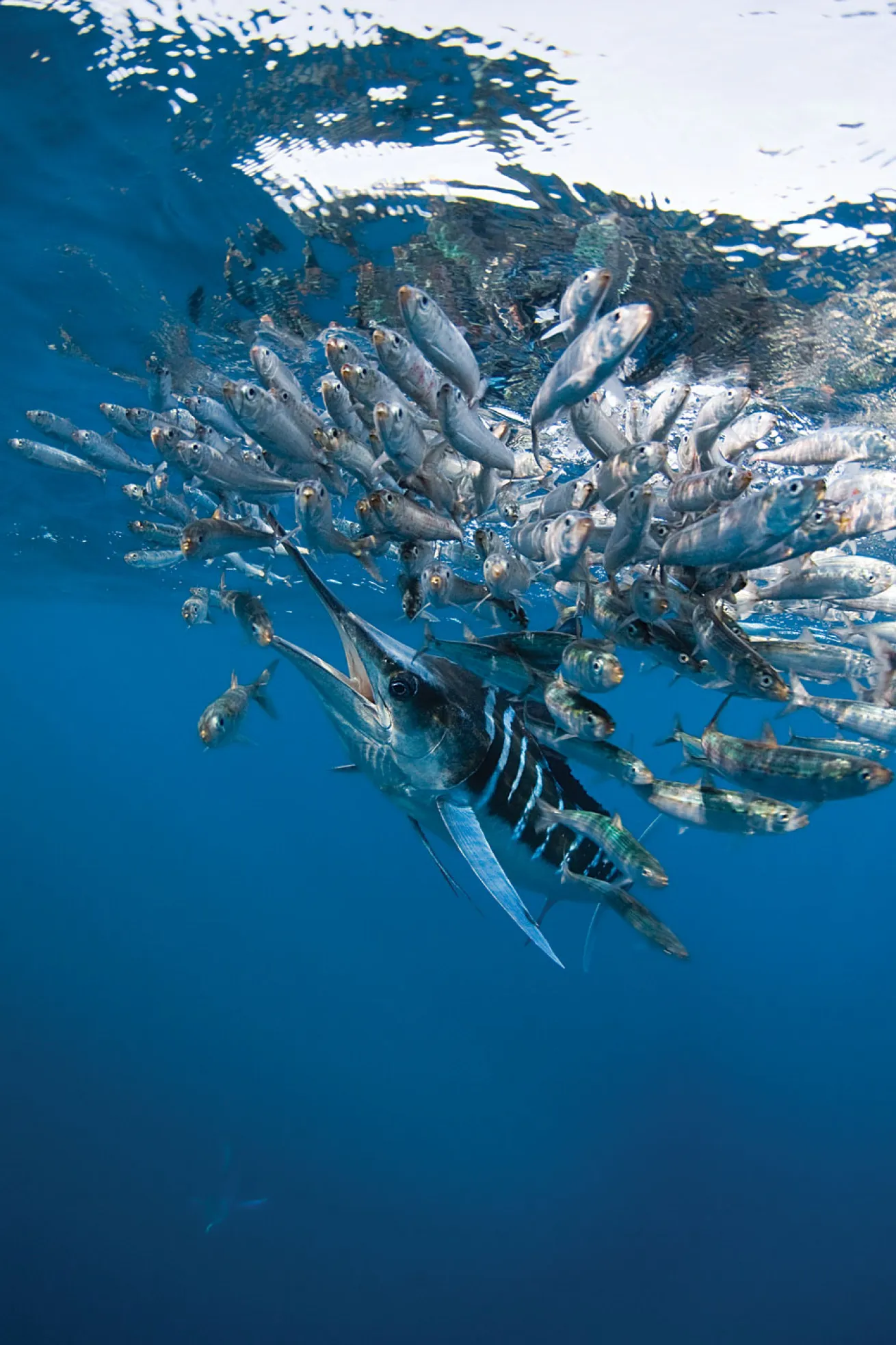 marlin eating hunting