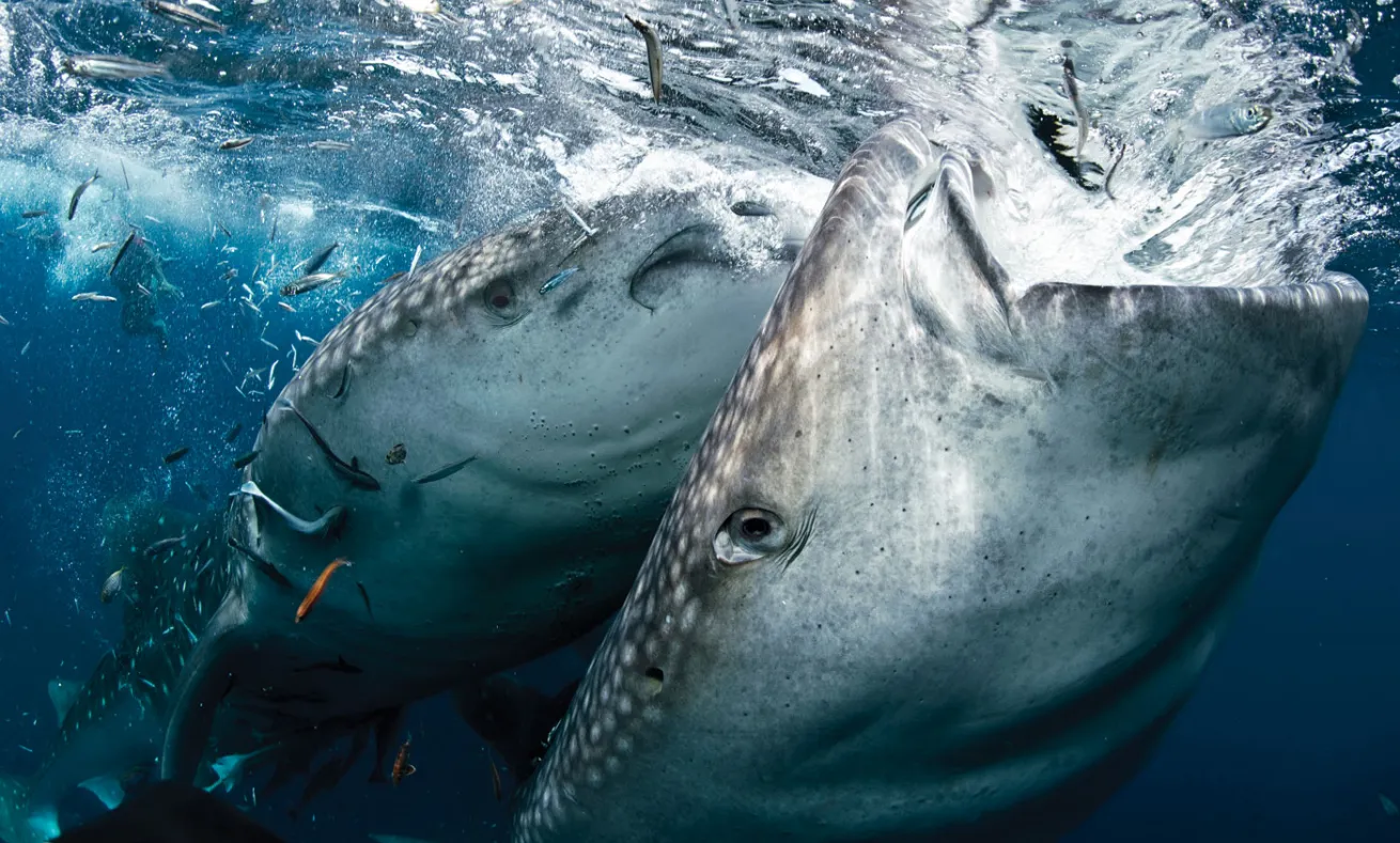 Whale shark eating behavior