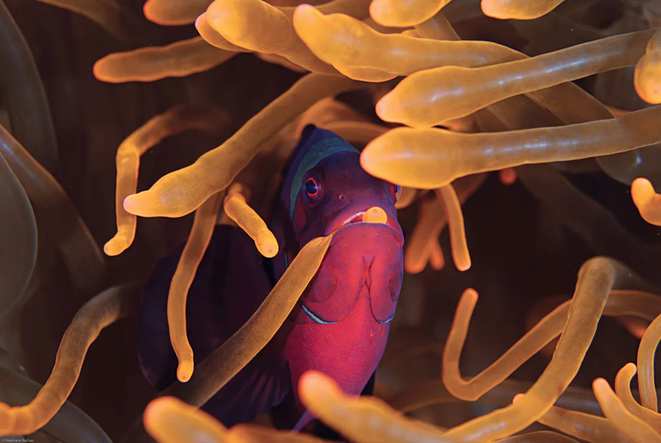 anemonefish eating behavior