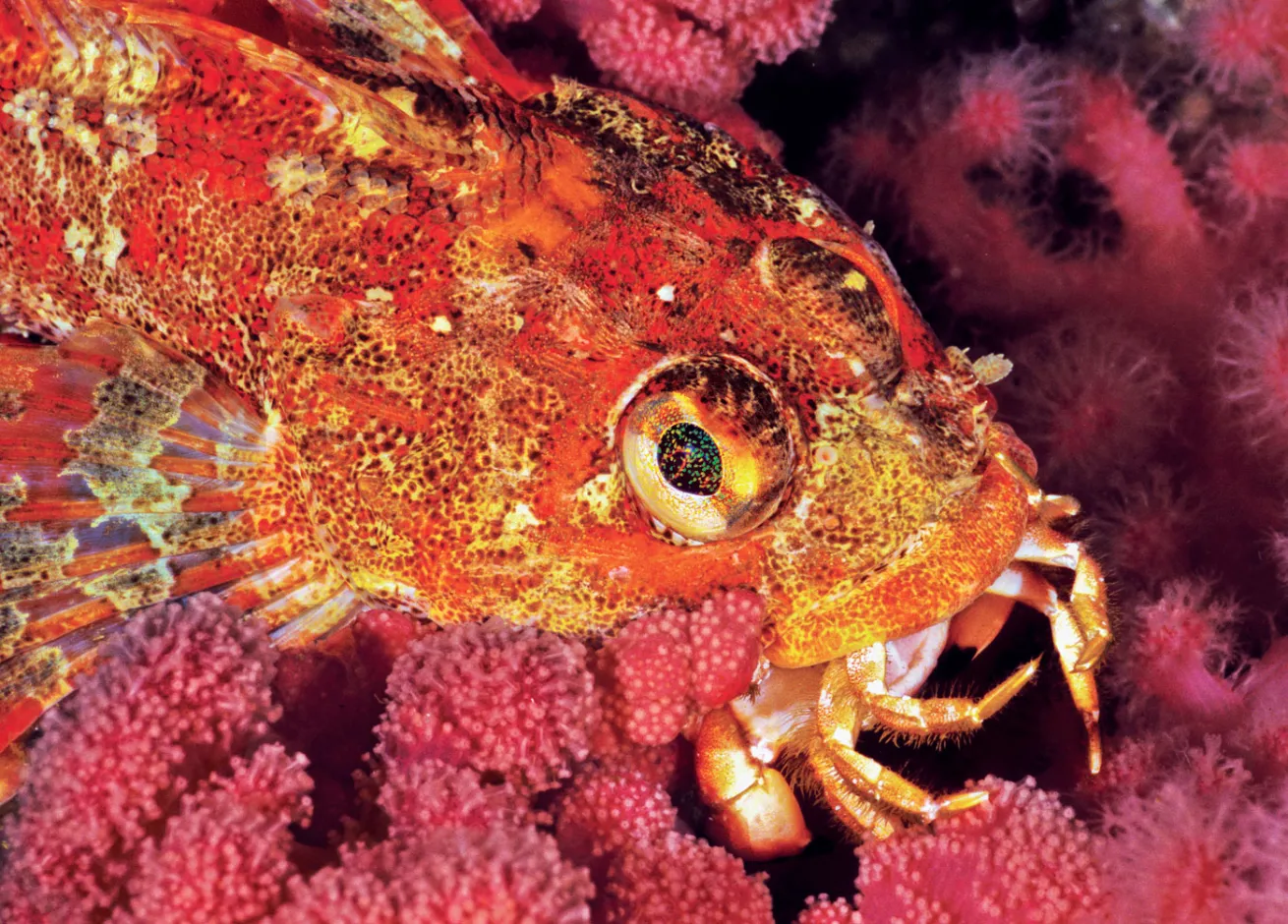 red irish lord fish eating