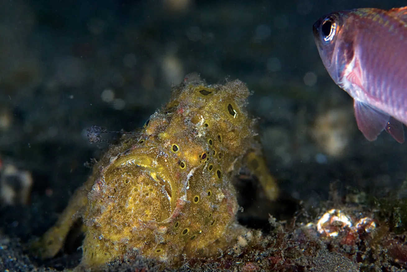 frogfish eating photo