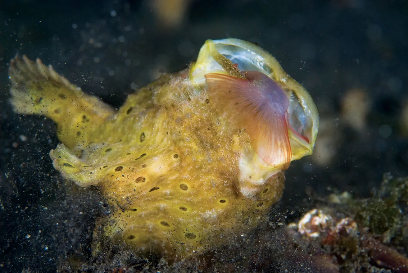 frogfish eating photo