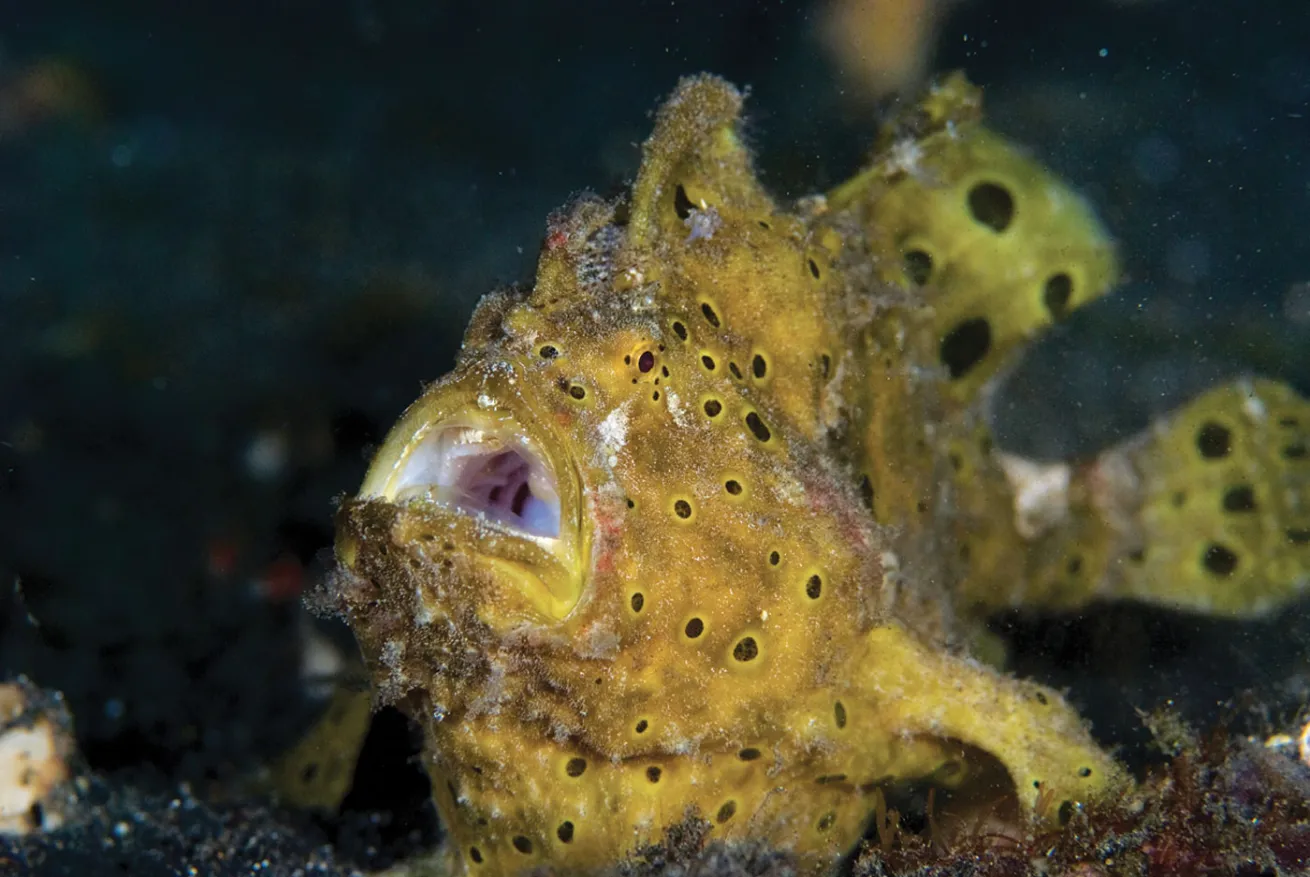 frogfish eating photo