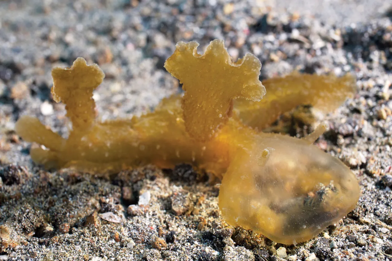 nudibranch eating behavior
