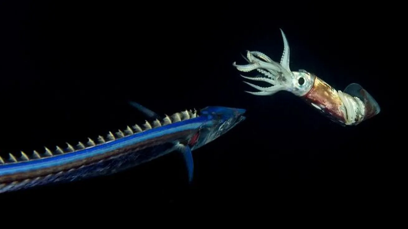 snake mackerel