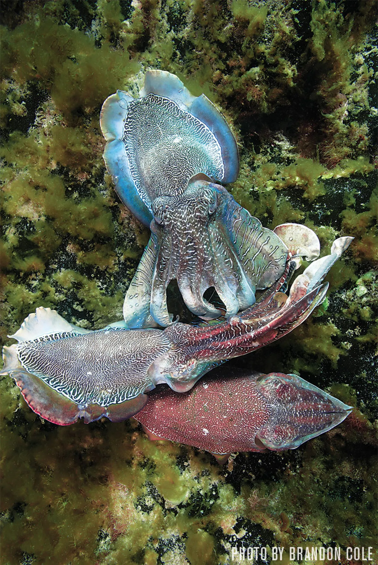 Giant Australian Cuttlefish | Whyalla, South Australia