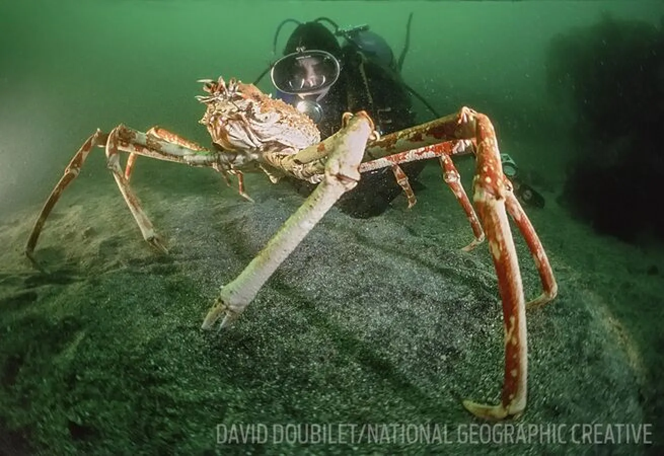 Spider Crabs, Squids and More: 5 Fascinating Giants of the Ocean