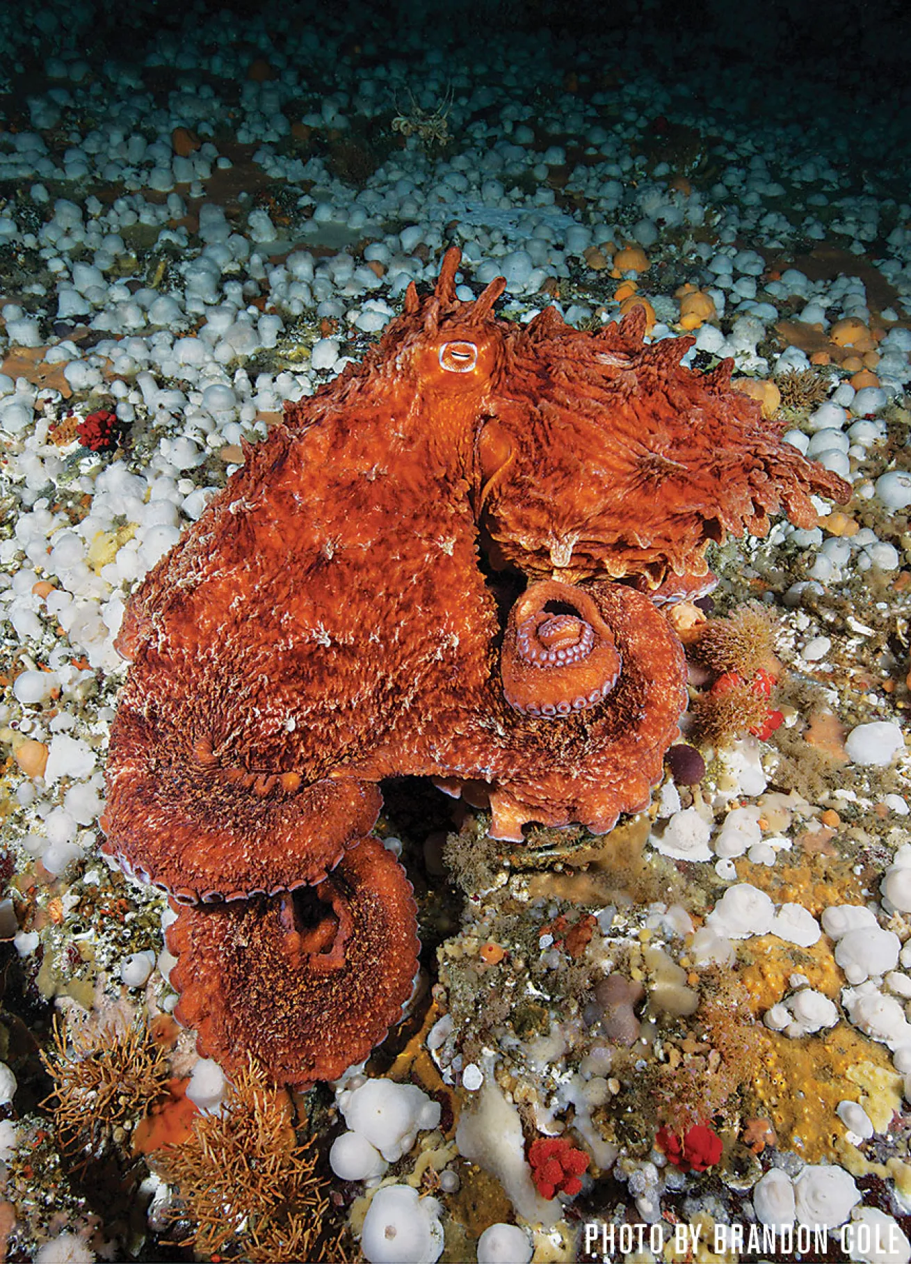 Giant Pacific Octopus | British Columbia