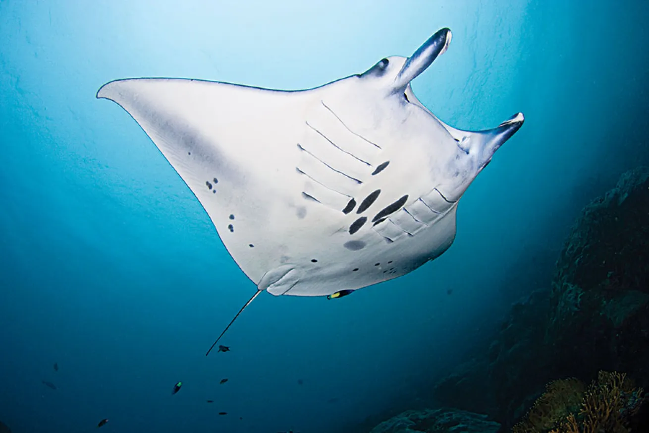 scuba diving manta rays